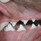 Ветеринарная стоматология