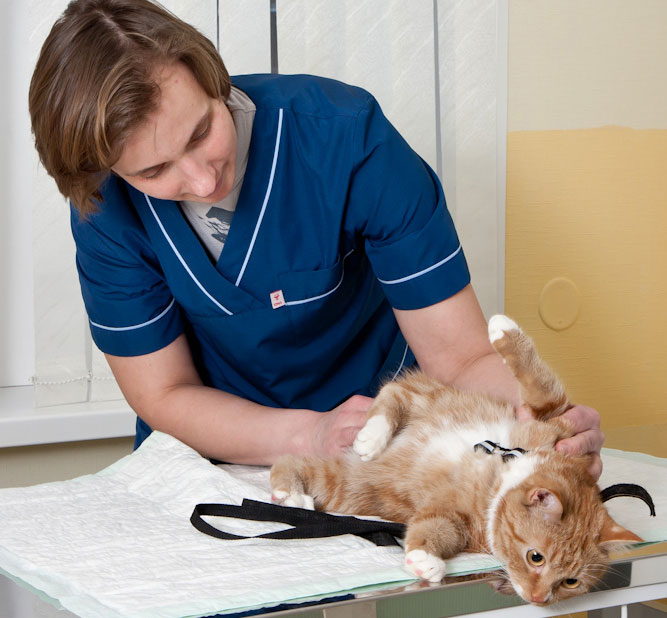 Бордетеллез кошек — основная причина респираторных признаков - Ветеринарная  клиника «АльтерВет», СПб, круглосуточно