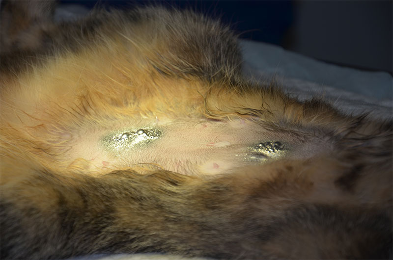 Сколько стоит лапароскопия кошек в спб